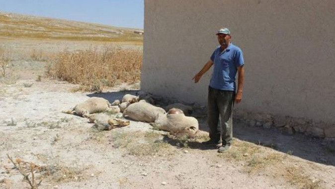 Konya&#039;da kurt saldırısı: 43 kuzu telef oldu