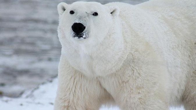 Norveç’te kampa girerek Fransız turisti yaralayan kutup ayısı öldürüldü