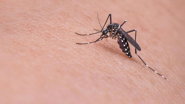 Sinek deyip geçmeyin! Beyni küçültüyor, salgına neden olabilir (Aedes nedir?)