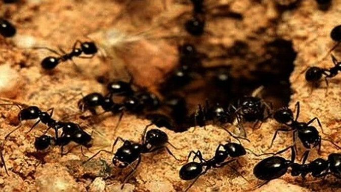 20.000.000.000.000.000 karıncayla yaşıyoruz
