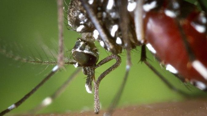 Basit bir sivrisinek ısırığı deyip geçmeyin! Hastaların yüzde 80’inde belirti vermiyor
