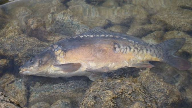 Zehirlenme vakalarının yaşandığı Bolu’da korkutan görüntü: Barajdaki balıklar öldü