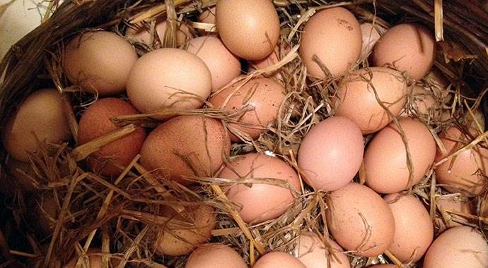 Köy yumurtasına standart