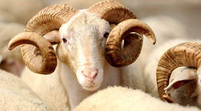 Kurbanlık fiyatları cep yakıyor! Kurbanlık fiyatları cep yakıyor!