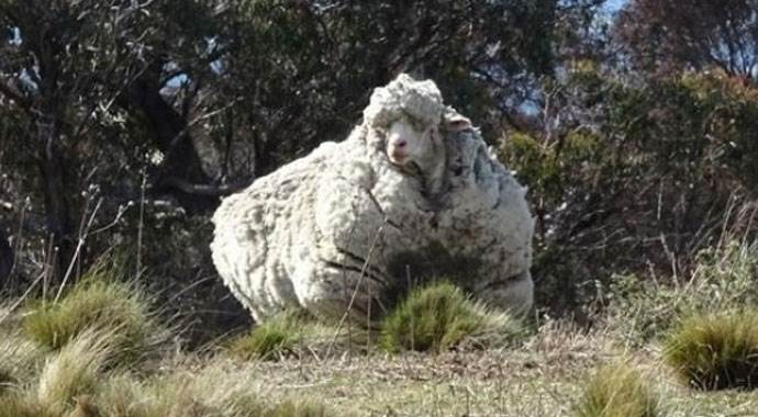 'Kaçak koyun' Chris rekor kırdı
'Kaçak koyun' Chris rekor kırdı