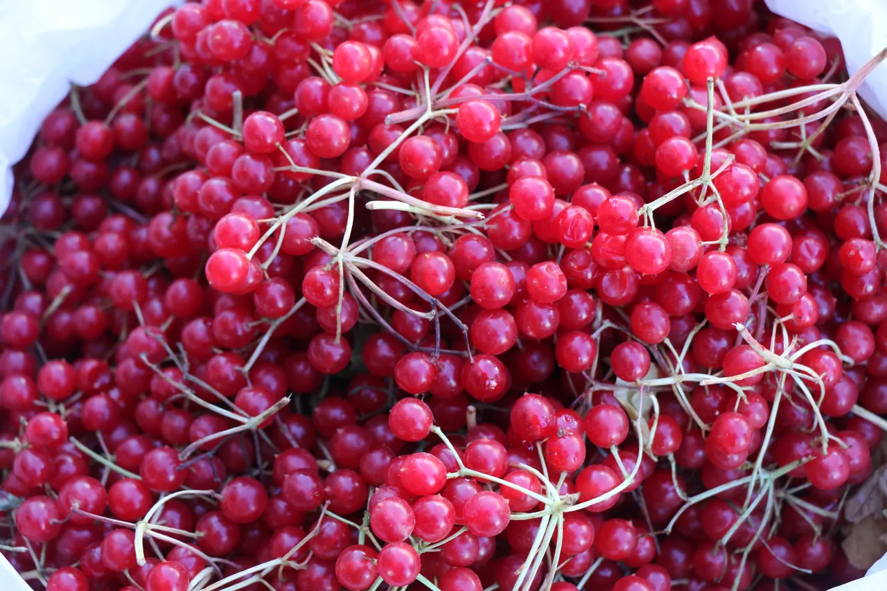 Gençlik iksiri olarak biliniyor! Şifa deposu galiburu tezgahlarda yerini aldı
