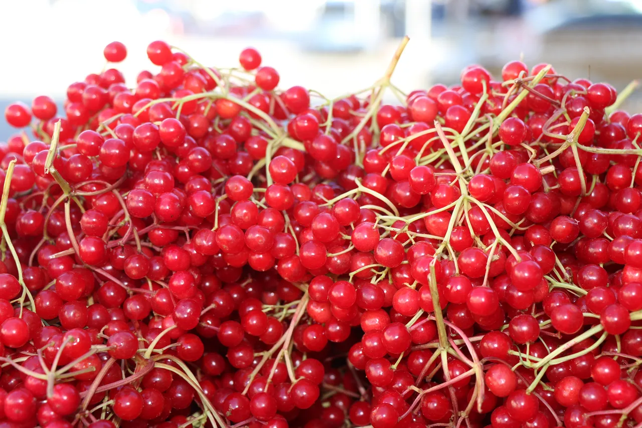 Gençlik iksiri olarak biliniyor! Şifa deposu galiburu tezgahlarda yerini aldı