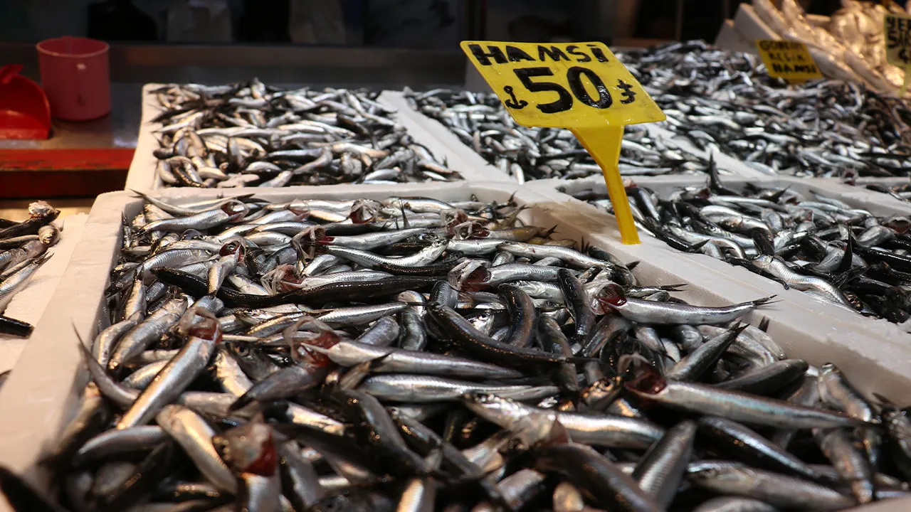 Hamsideki bolluk fiyatlara yansıdı! Kilosu 50 liraya yok satıyor
