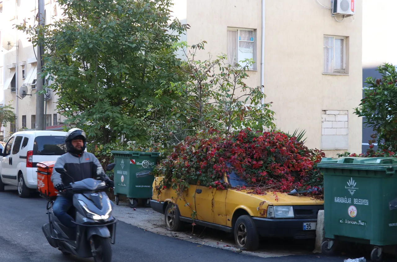 İzmir'de ilginç görüntü! 8 yıldır park halindeki aracı sarmaşıklar sardı