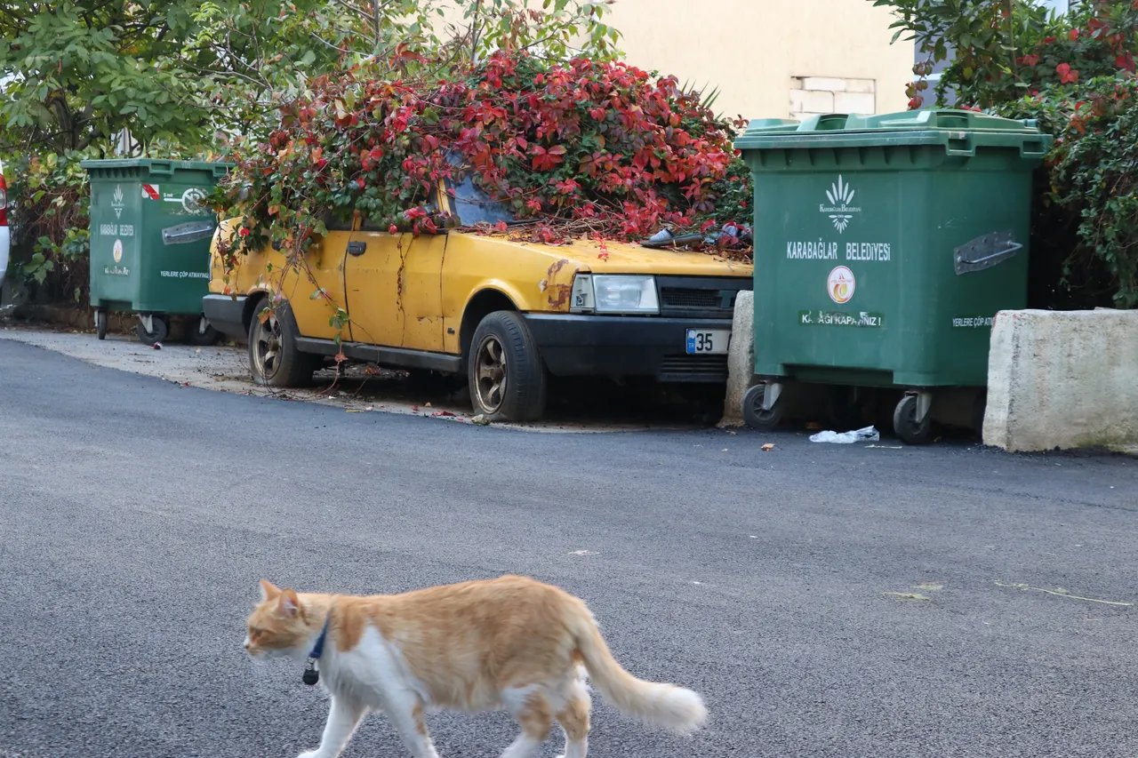 İzmir'de ilginç görüntü! 8 yıldır park halindeki aracı sarmaşıklar sardı