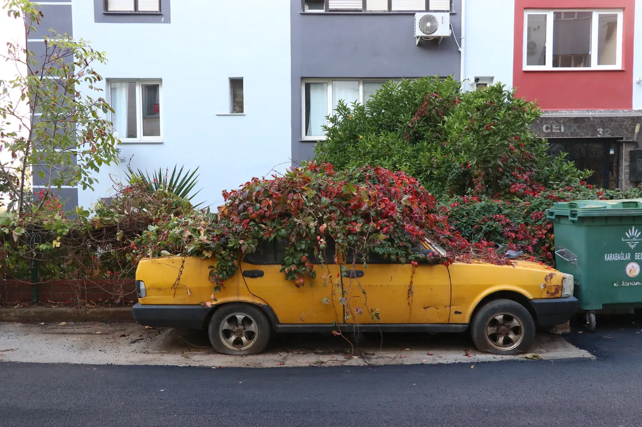 İzmir'de ilginç görüntü! 8 yıldır park halindeki aracı sarmaşıklar sardı