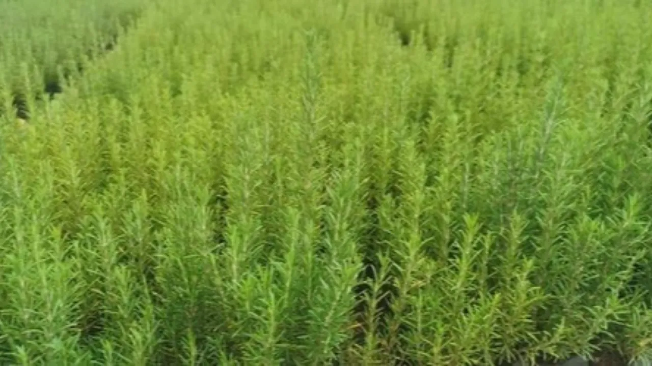 Muğla'da atıl arazilere biberiye ekilecek