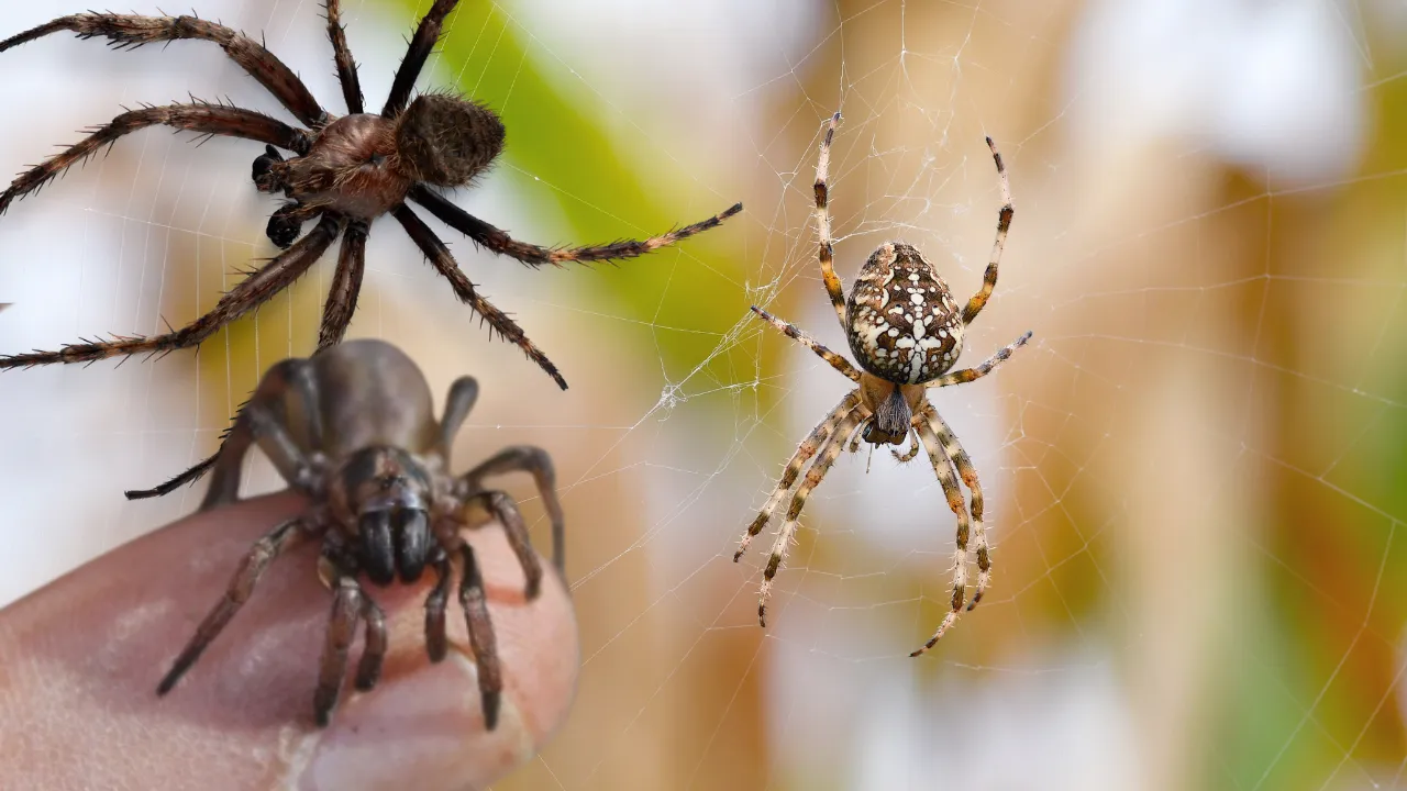 5 yıl boyunca bu kabusla yaşamışlar! Evden 2055 tane çıktı, temizlemeleri 6 ay sürdü