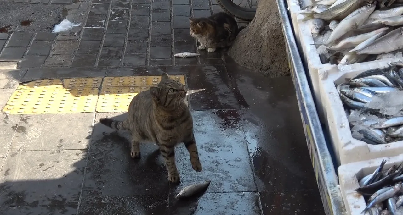 Tezgahta bolluk var: Kilosu 100 liraya düştü, vatandaş akın etti