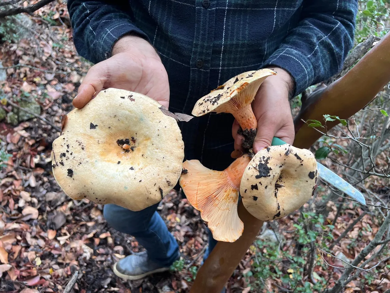 Çıntar olarak biliniyor