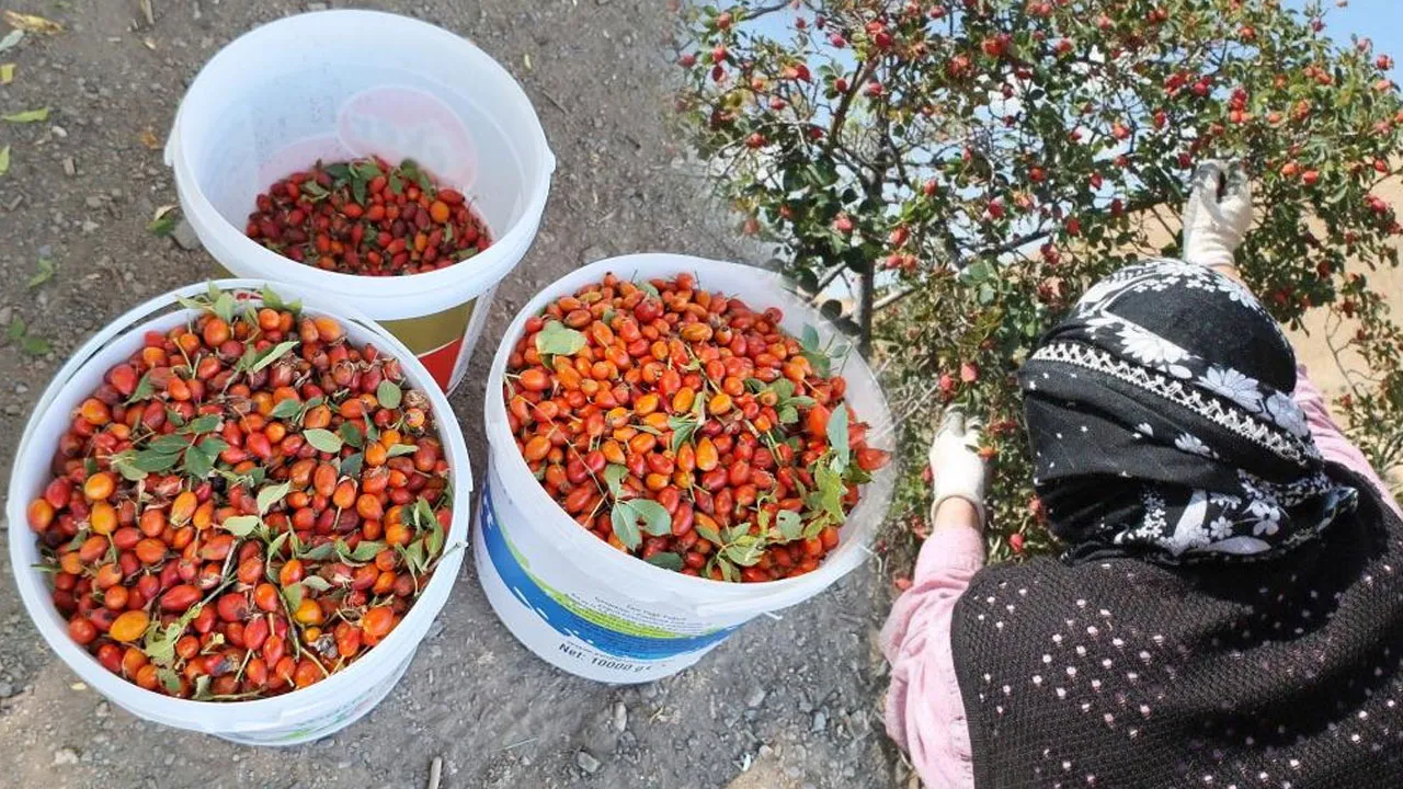 'Bin derde deva' kuşburnu 100 TL'den alıcı buluyor!