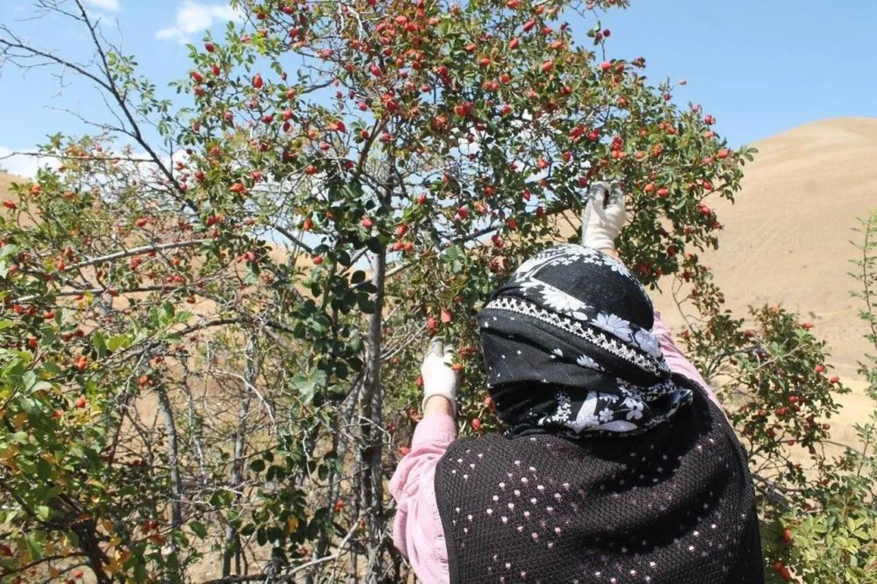 Kuşburnu bitkisinin ağaçtan toplanması