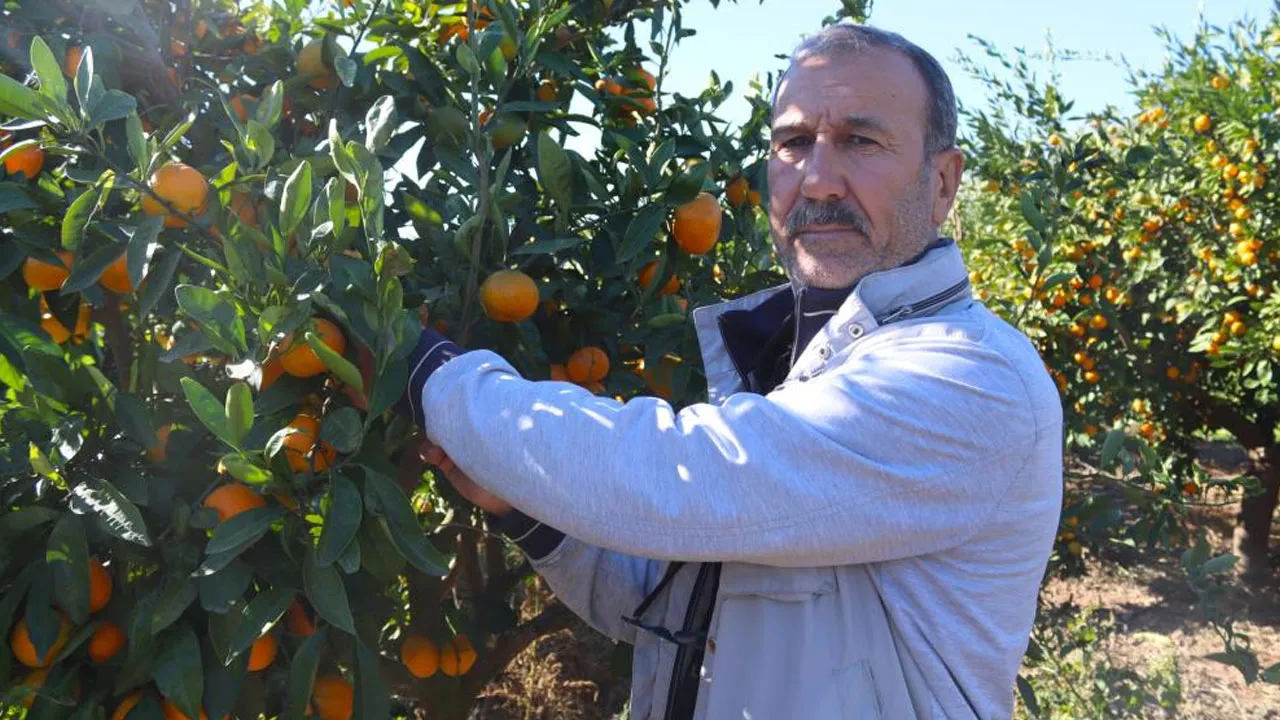 İzmir Seferihisar’da mandalina bereketi! Rekolte yüksek, fiyatlar şaşırttı