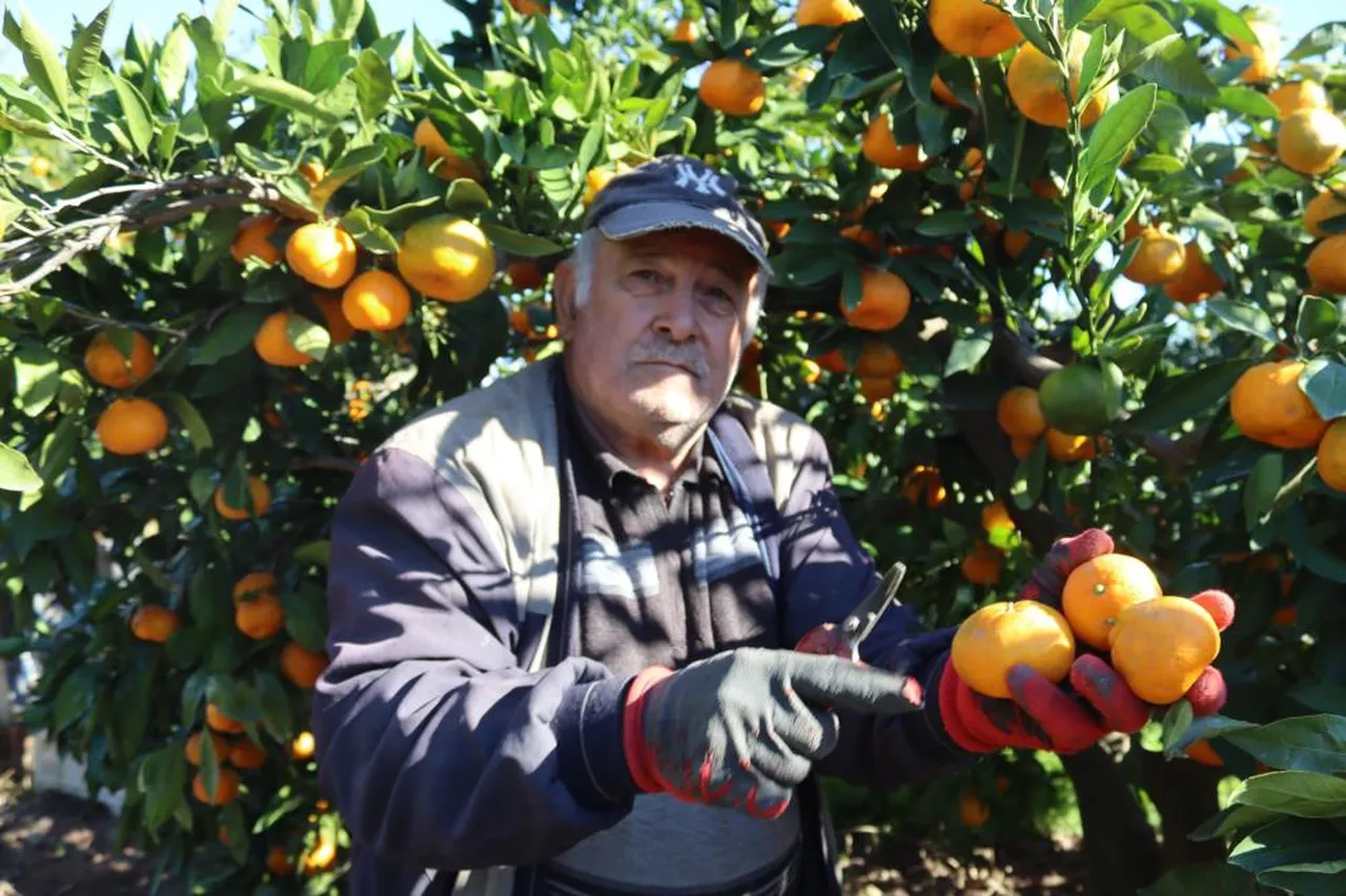 Bahçeden toplanan mandalinalar