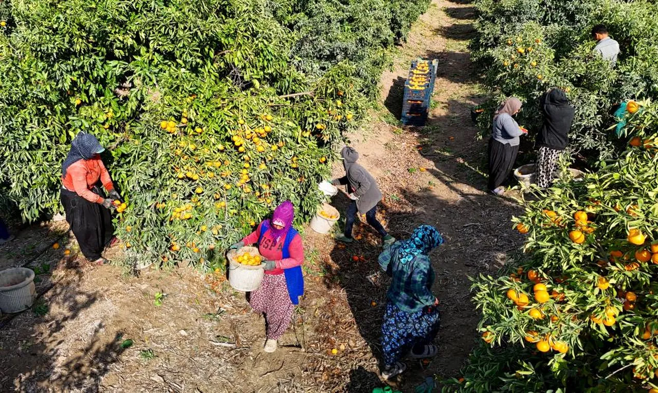 Ürünlerin çoğu dallarda kaldı