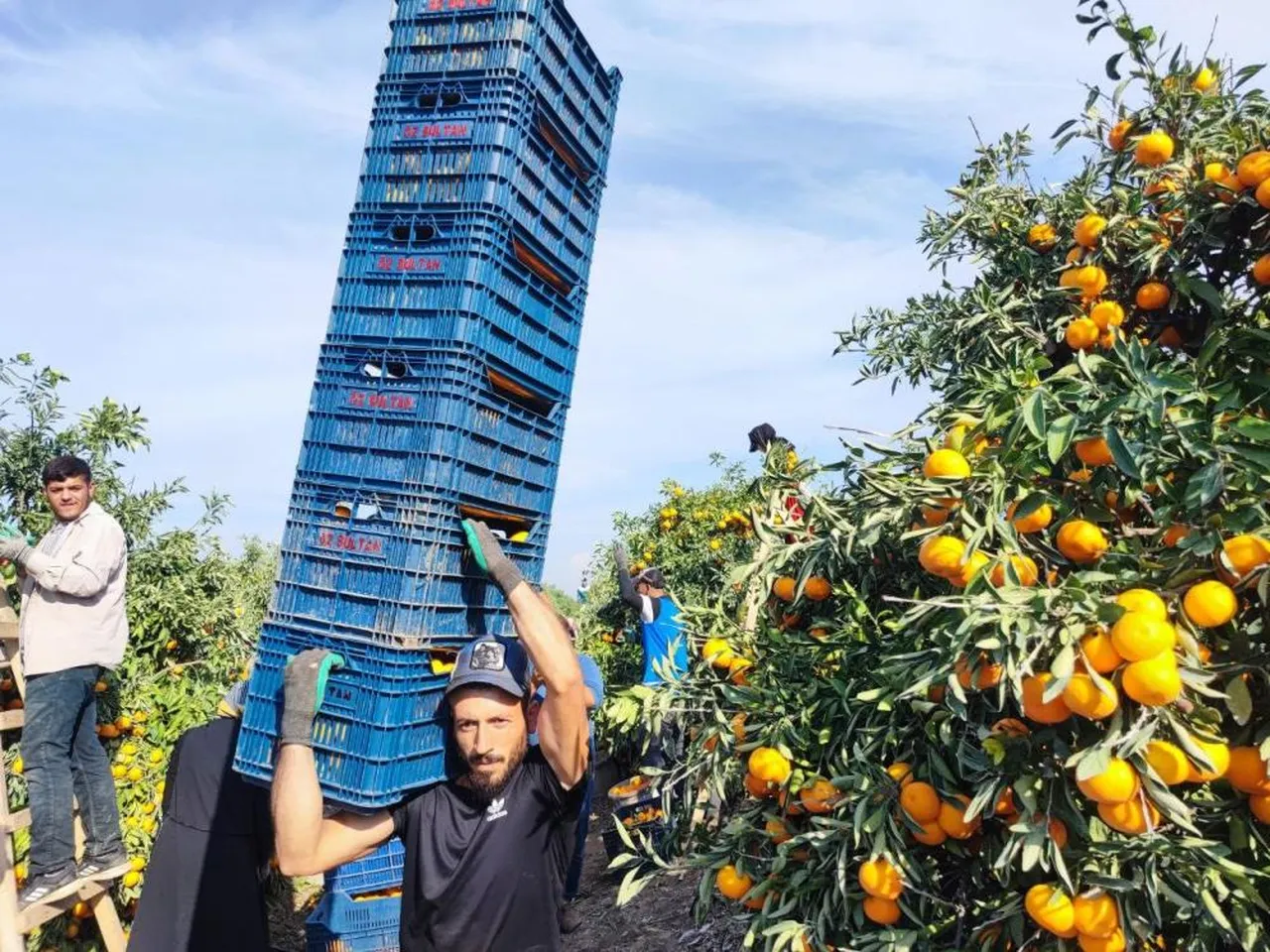 İşçiler greve gitti, ürün dalda kaldı! Kilosu 3 liraya kadar düştü