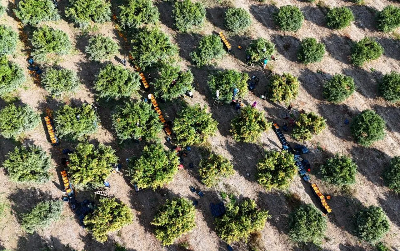 Bahçeler havadan görüntülendi