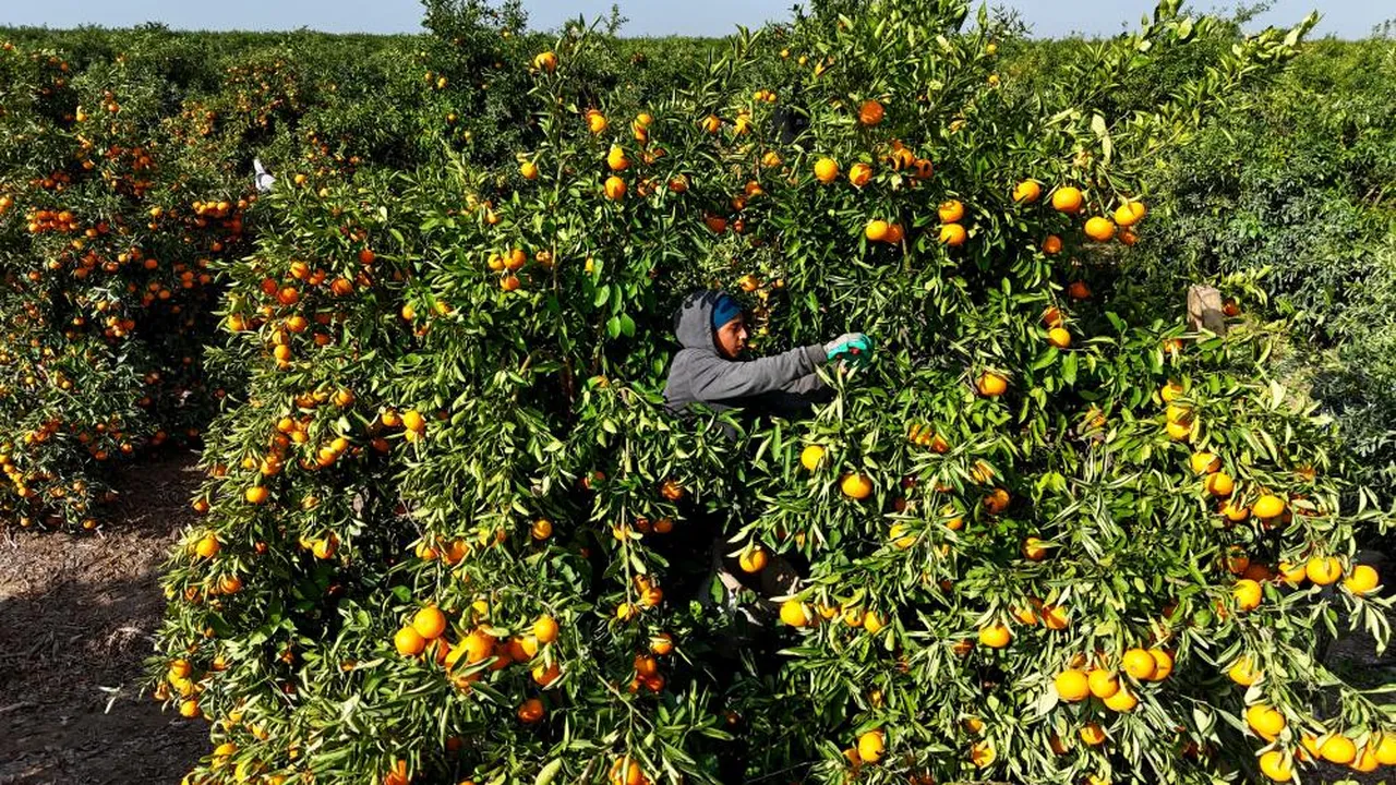 İşçiler greve gitti, ürün dalda kaldı! Kilosu 3 liraya kadar düştü