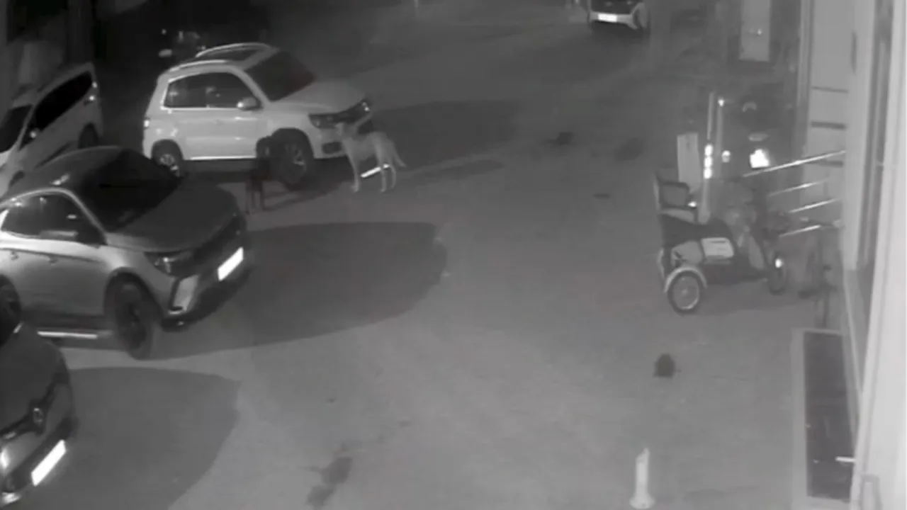 Sokak köpekleri park halindeki aracı parçaladı: O anlar kamerada