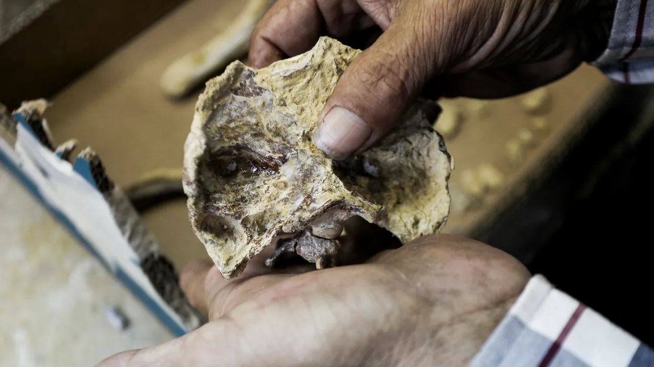 20 milyon yıllık dev deniz kuşu fosili restore ediliyor