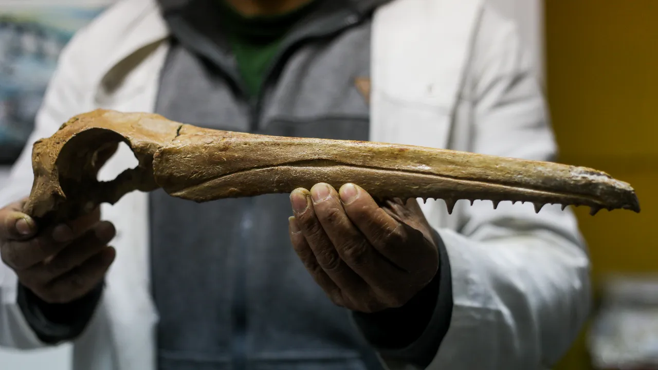 20 milyon yıllık dev deniz kuşu fosili restore ediliyor