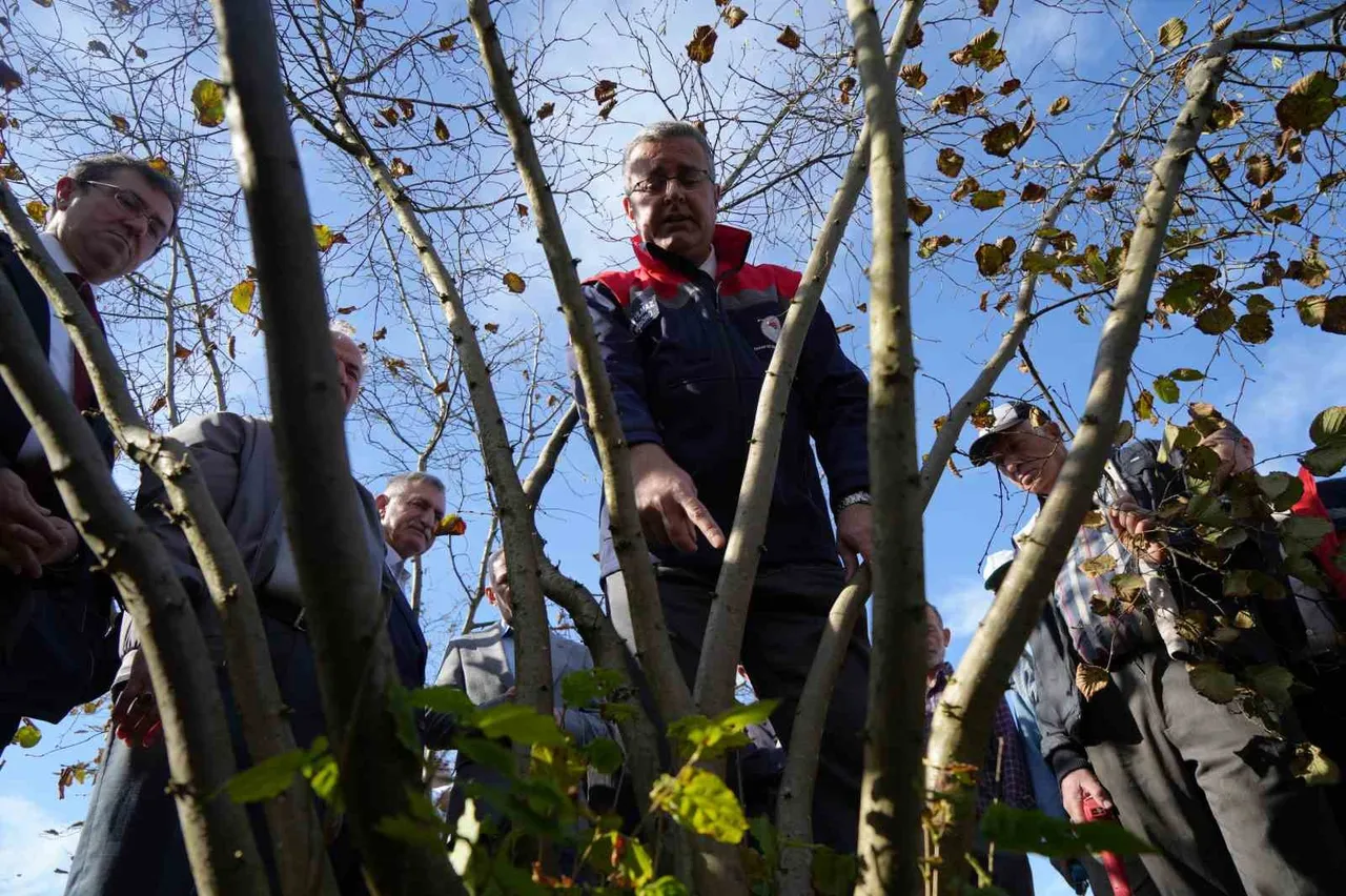 Fındık üreticilerinin nelere dikkat etmesi gerekiyor? En az sulama kadar önemli