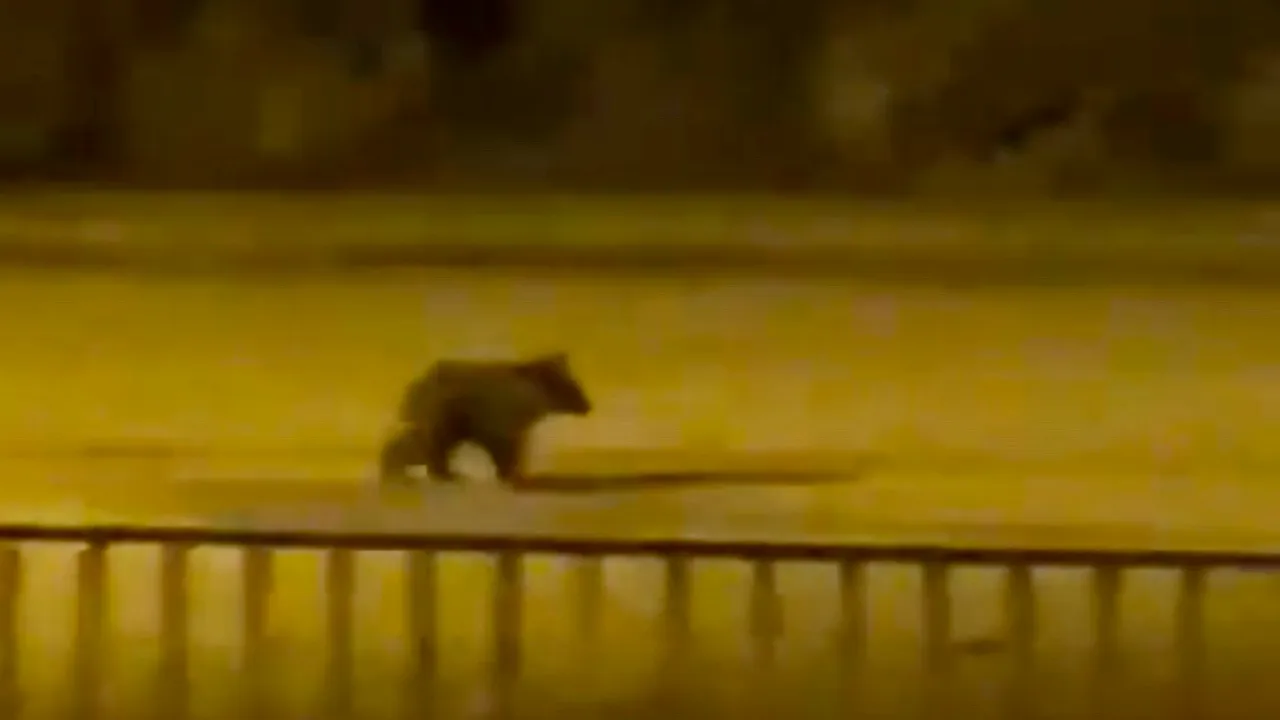 İlçe merkezinde şaşırtan misafir! Görenler hemen kayda aldı