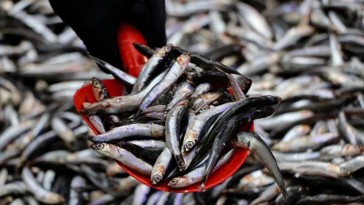 Vatandaş 50 TLye alışmıştı, bolluk bir anda kayboldu... Şimdi tezgahta kilosu 150 TLden satılıyor