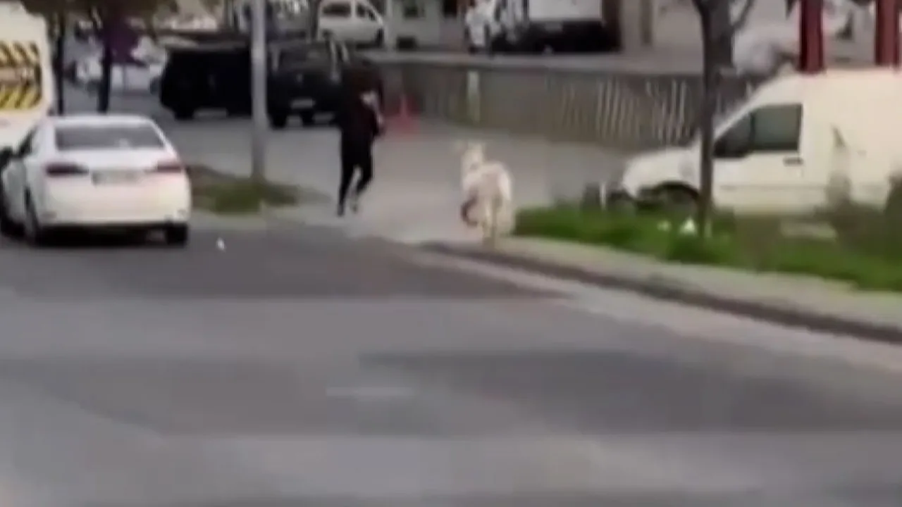 Başıboş keçi öğrencileri kovaladı! O anlar kamerada