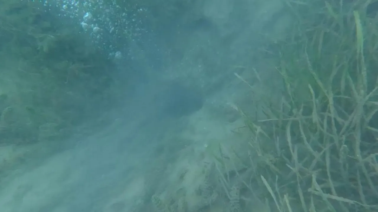 Sapanca Gölü’nde kabarcıklar endişe yarattı: Deprem habercisi mi?