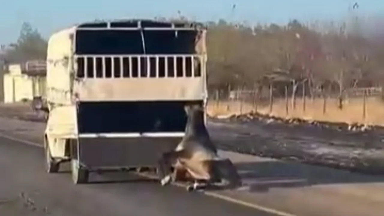 Yola düşen at kamyonetin arkasında kilometrelerce sürüklendi! O anlar kamerada