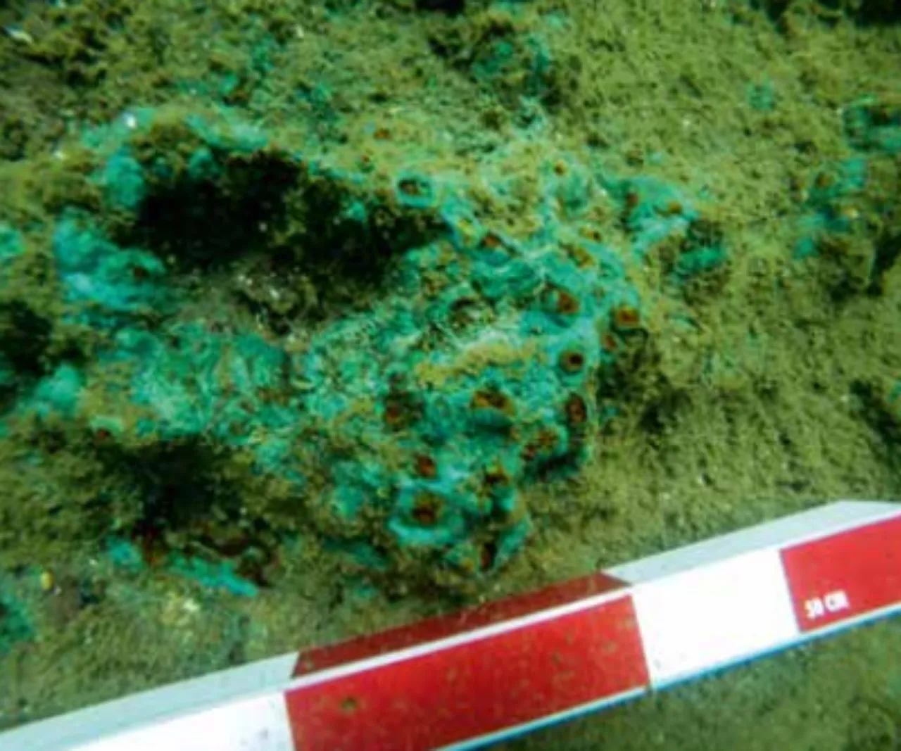 Aristo’nun yazdıklarını teyit eden keşif! Apollon’un bakırı Heybeliada’dan mı?