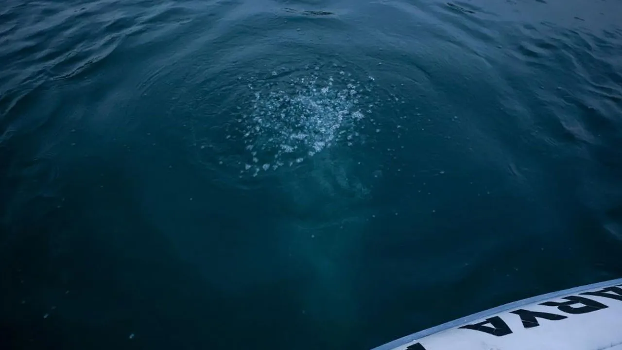 Sapanca Gölü'ndeki kabarcıkların sebebi belli oldu