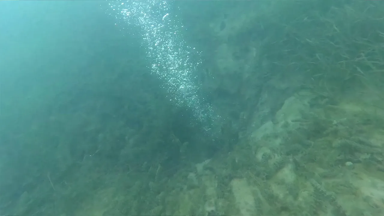 Sapanca Gölü’ndeki kabarcıkların sebebi ne? Uzmandan kritik açıklamalar