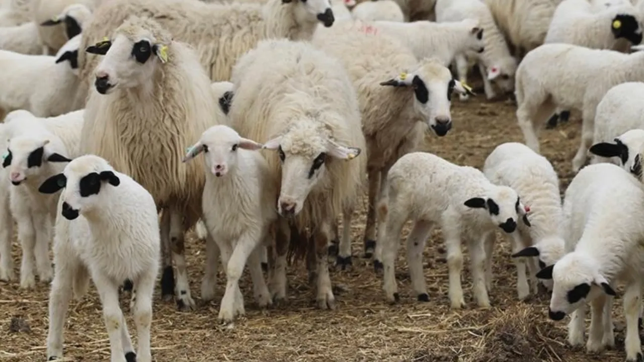 TİGEM ihale duyurusu! Polatlı Tarım İşletmesi kaç Reforme küçükbaş hayvan satacak, ihale ne zaman?