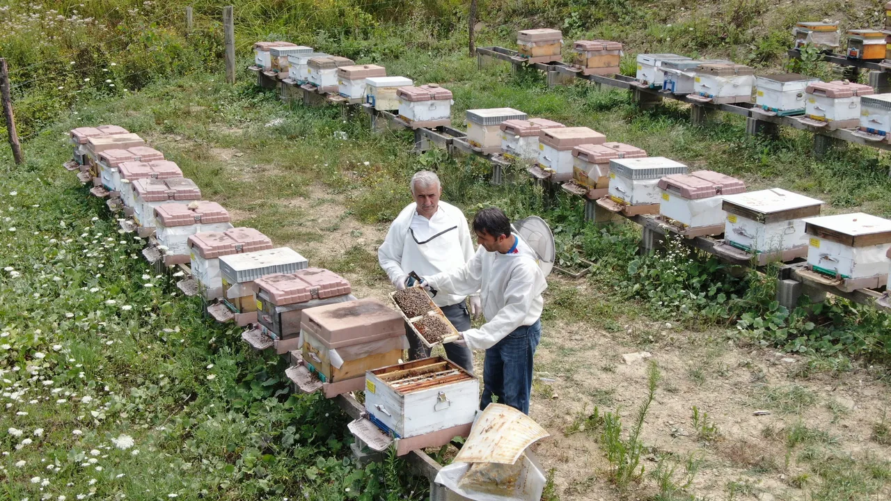Türkiye’nin AB tescilli 43. ürünü Yenice ıhlamur balı oldu