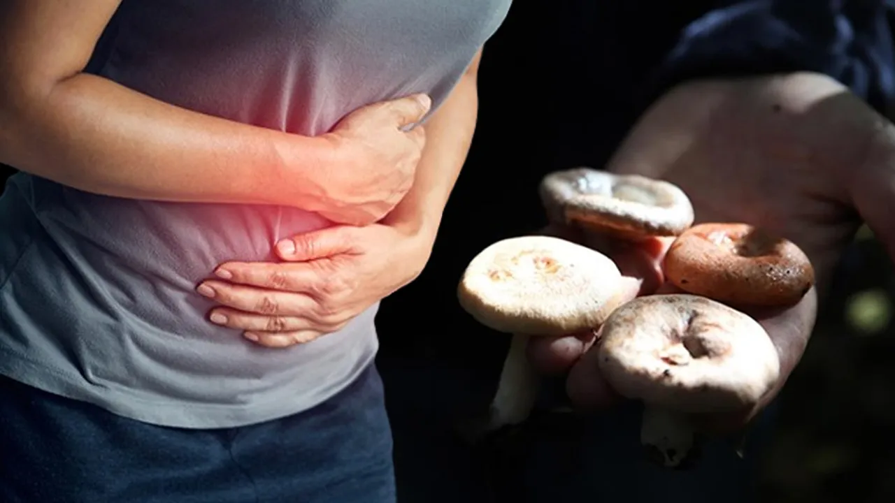 Türkiye'nin görünmeyen zehir krizi! Sonbahar uzadı mantara bağlı zehirlenmeler arttı