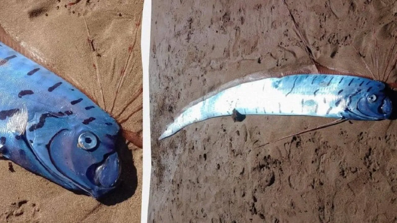 Tazmanya’nın kuzeybatısındaki Penguin sahilinde sabah yürüyüşüne çıkan Tony Cheesman, martıların çevresini sardığı parlak gümüş renkli dev bir canlıyla karşılaşınca adeta dona kaldı. Üç metreyi aşan balığın başından çıkan yelpaze benzeri çıkıntılar ve şerit biçimli gövdesi, sahildekilerde şaşkınlığa neden oldu. Kıyıya vuran bu sıra dışı canlı kısa sürede meraklıların akınına uğradı; uzman ekipler bölgeye gelerek inceleme başlattı.