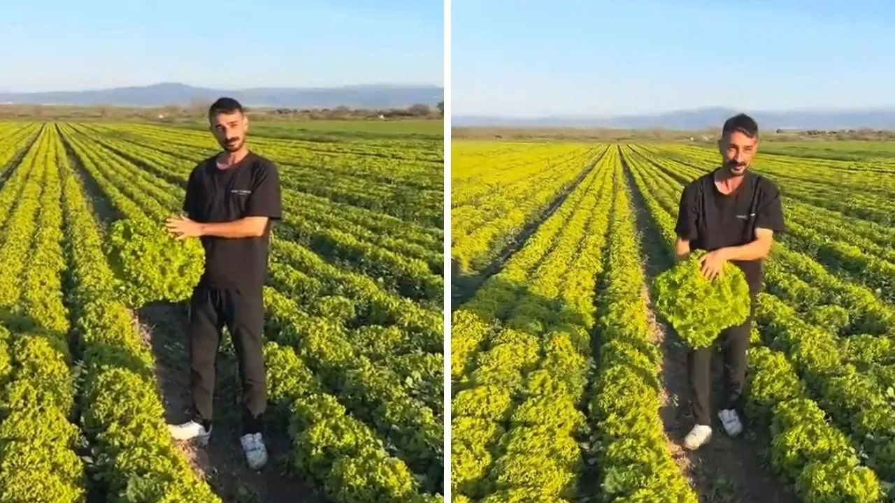 Marul çiftçisi 'Satarsam şerefsizim' diye video çekmişti! İsyanı pahalıya patladı