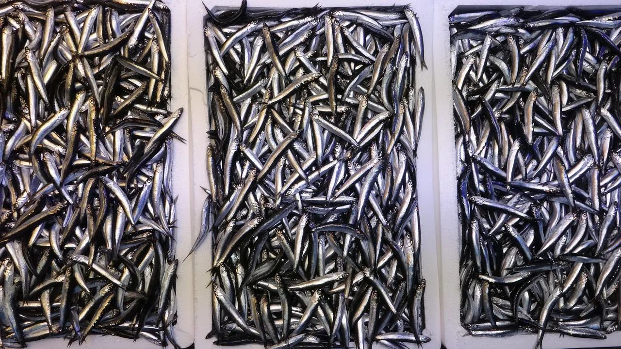 Son 35 yılın en bereketli sezonu! Hamsi 50 liradan satışta