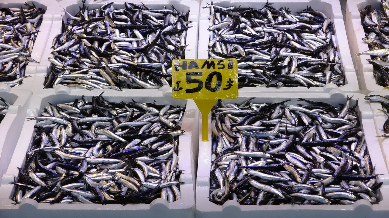 Son 35 yılın en bereketli sezonu! Hamsi 50 liradan satışta