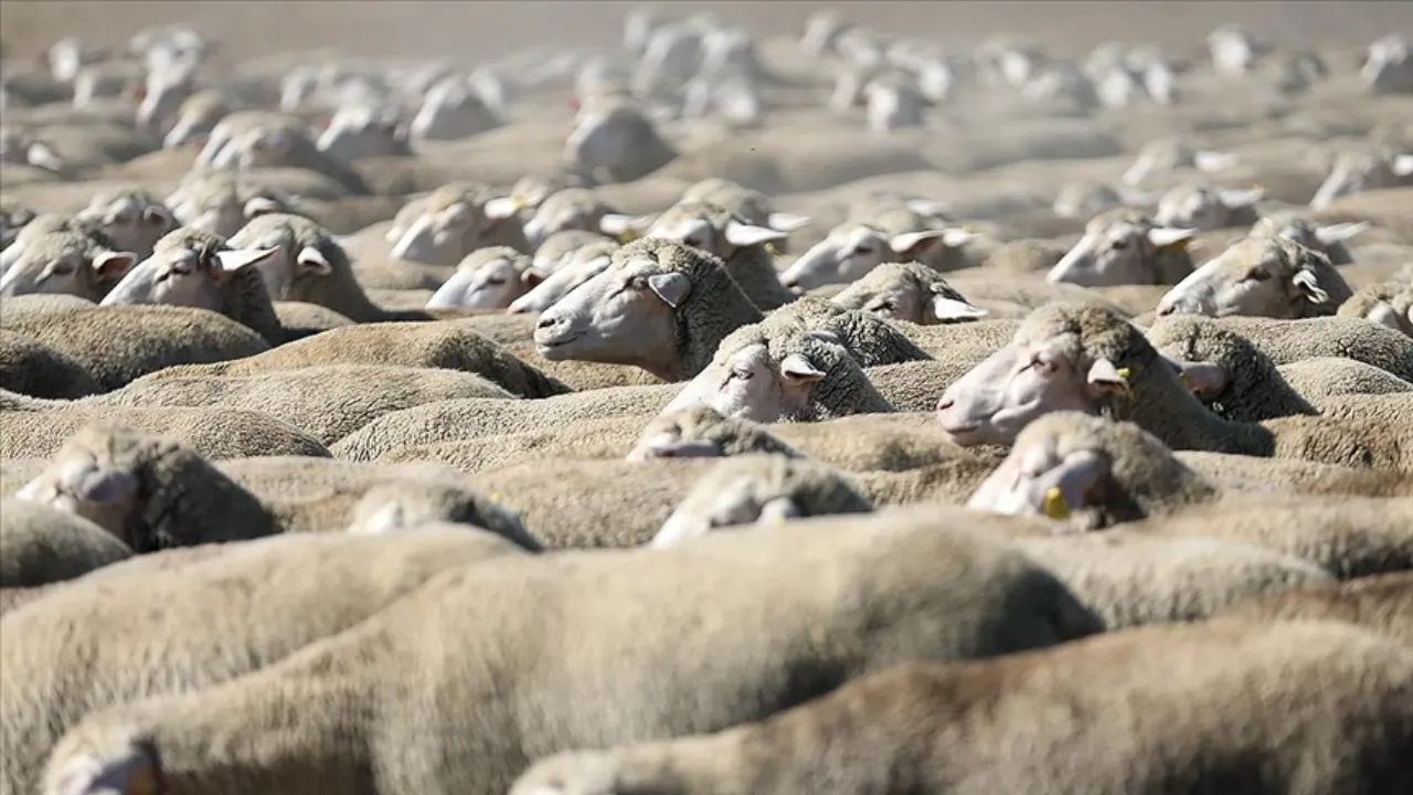 TİGEM 5 bin 150 küçükbaş hayvan satacak