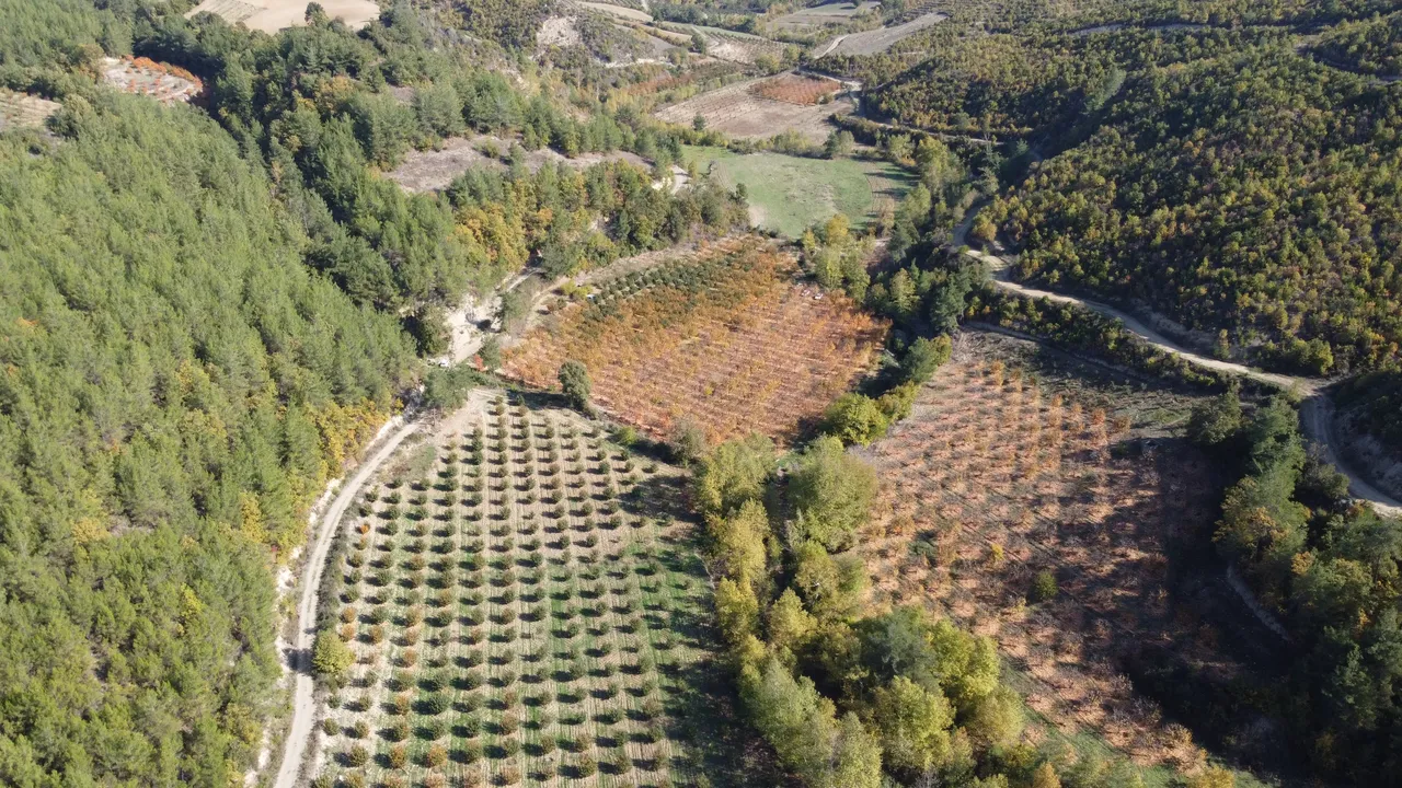 Köylüler 'cennet hurması' ile hem ev hem ülke ekonomisine katkı sağlıyor.