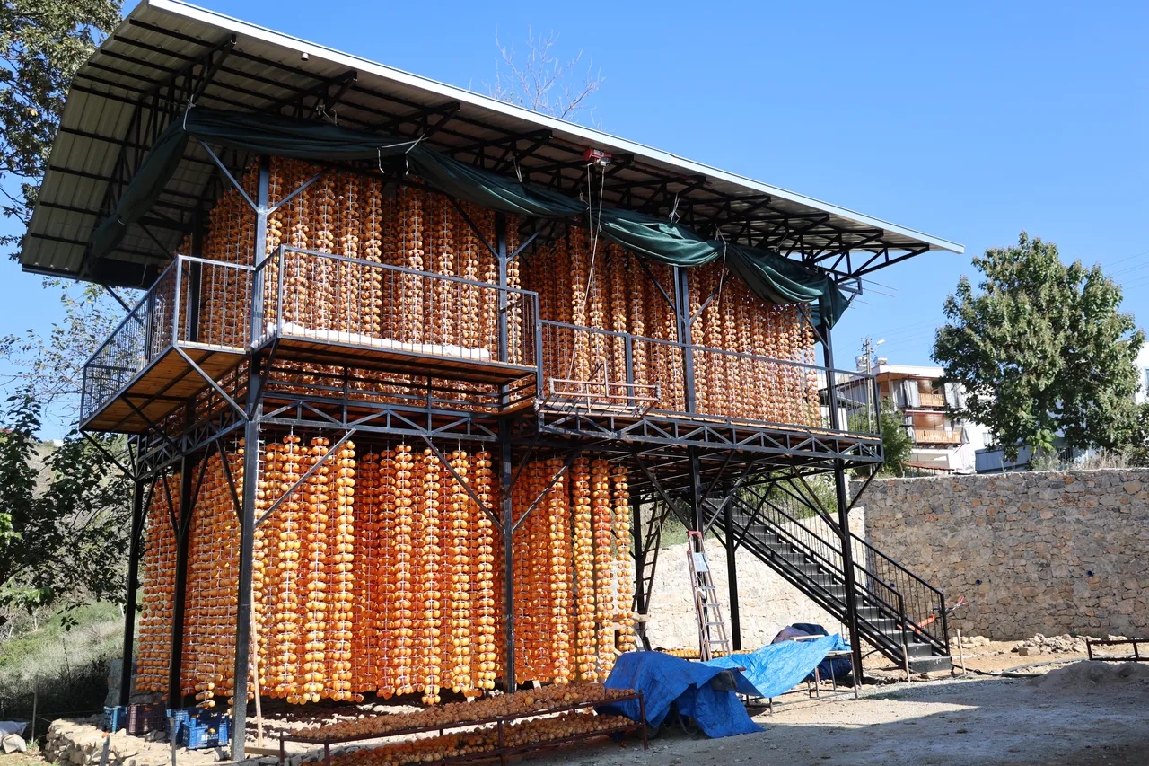 Köylüler 'cennet hurması' ile hem ev hem ülke ekonomisine katkı sağlıyor.