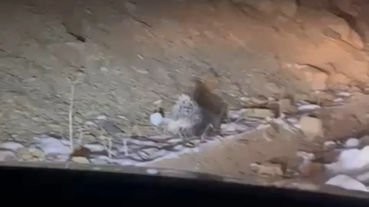 Yolda ilerlerken karşısına çıktı! Görenler gözlerine inanamadı